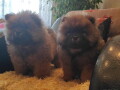 chow-chow-dva-muzjaka-crvene-boje-small-1