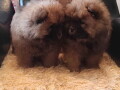 chow-chow-dva-muzjaka-crvene-boje-small-4