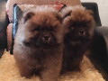 chow-chow-dva-muzjaka-crvene-boje-small-3