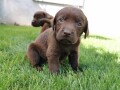 labrador-retriver-stenci-small-0