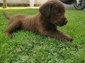 labrador-retriver-stenci-small-3