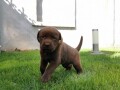 labrador-retriver-stenci-small-1