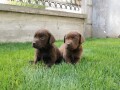 labrador-retriver-stenci-small-2