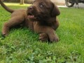 labrador-retriver-stenci-small-4