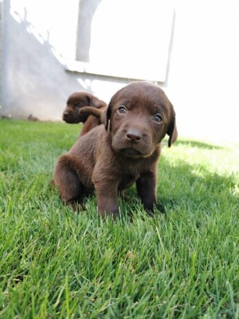 labrador-retriver-stenci-big-0