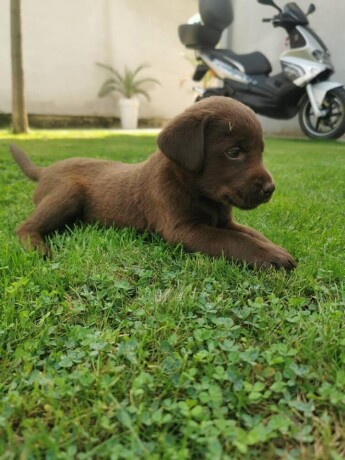 labrador-retriver-stenci-big-3