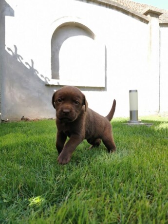 labrador-retriver-stenci-big-1