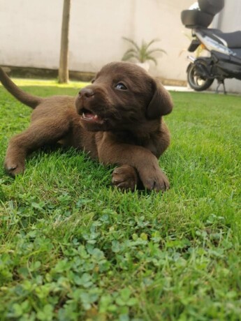 labrador-retriver-stenci-big-4