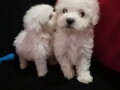 stenci-maltipoo-small-3