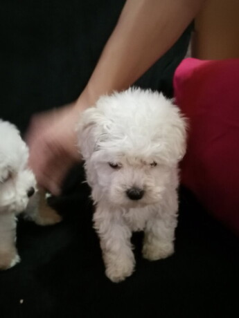 stenci-maltipoo-big-2