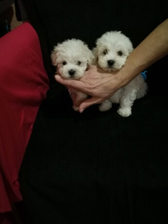 stenci-maltipoo-big-1