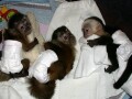 tko-ce-izaci-zbog-ovoga-prodaju-se-sarmantni-majmuni-kapucini-small-0