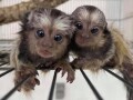 majmuni-marmozeti-sada-dostupni-small-2