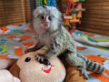 majmuni-marmozeti-sada-dostupni-small-0