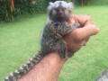 majmuni-marmozeti-sada-dostupni-small-1