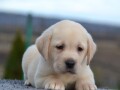 labrador-retriver-prelepi-stenci-small-1