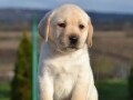 labrador-retriver-prelepi-stenci-small-2