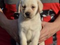 labrador-retriver-prelepi-stenci-small-3