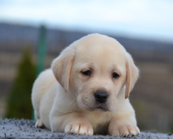 labrador-retriver-prelepi-stenci-big-1