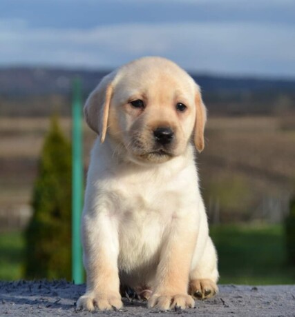 labrador-retriver-prelepi-stenci-big-2