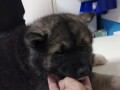 americka-akita-small-1