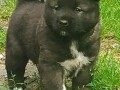 americka-akita-small-0