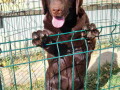 labrador-retriveri-cokoladn-small-0