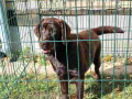 labrador-retriveri-cokoladn-small-3