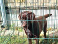 labrador-retriveri-cokoladn-small-1