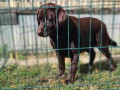 labrador-retriveri-cokoladn-small-2