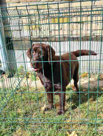 labrador-retriveri-cokoladn-big-3