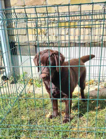 labrador-retriveri-cokoladn-big-1