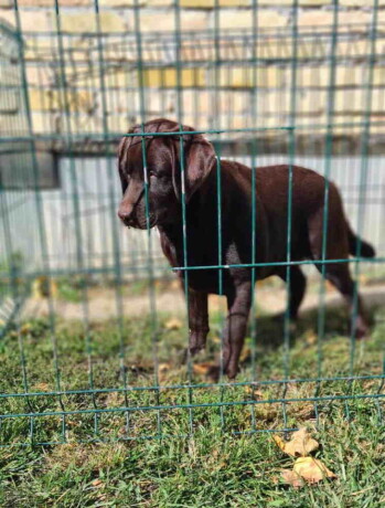 labrador-retriveri-cokoladn-big-2