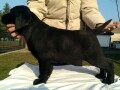 labrador-retriver-stenci-crne-boje-small-2