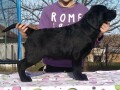 labrador-retriver-stenci-crne-boje-small-4