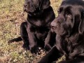 labrador-retriver-stenci-crne-boje-small-3