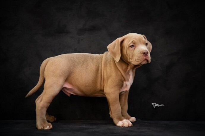 american-bully-xl-big-4