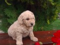 labradoodle-f1-small-1