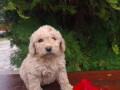 labradoodle-f1-small-0