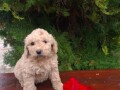 labradoodle-f1-small-3