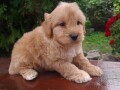 goldendoodle-small-2