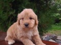 goldendoodle-small-0