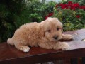 goldendoodle-small-1