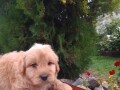 goldendoodle-small-3