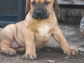 presa-canario-stenci-small-4