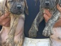 presa-canario-stenci-small-2