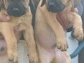 presa-canario-stenci-small-1