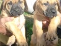 presa-canario-stenci-small-0