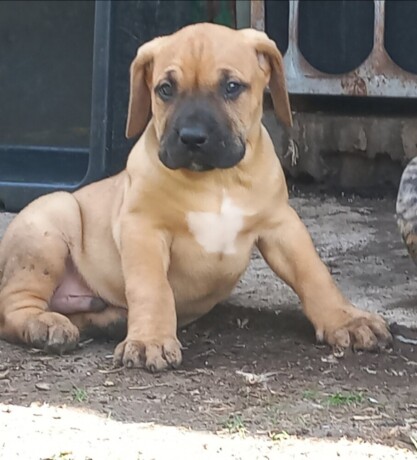 presa-canario-stenci-big-4