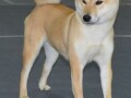 shiba-inu-stenci-small-3